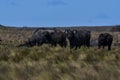 Water buffalo, Bubalus bubalis, species introduced in Argentina,