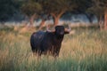 Water buffalo, Bubalus bubalis, species introduced in Argentina,