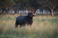 Water buffalo, Bubalus bubalis, species introduced in Argentina,
