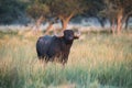 Water buffalo, Bubalus bubalis, species introduced in Argentina,