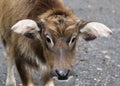 A Water Buffalo Calf, Chiang Mai, Thailand Royalty Free Stock Photo