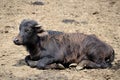 Water buffalo calf Royalty Free Stock Photo