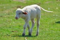 The water buffalo calf or domestic Asian water buffalo Royalty Free Stock Photo