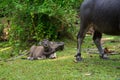 Water buffalo calf Royalty Free Stock Photo