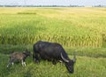 Water Buffalo and Calf in Rice Field