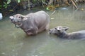 Water buffalo with calf Royalty Free Stock Photo