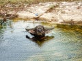 Water buffalo in cambodia angry Royalty Free Stock Photo