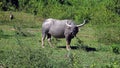 Water buffalo, Cambodia Royalty Free Stock Photo