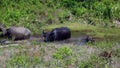 Water buffalo, Cambodia Royalty Free Stock Photo