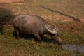 Water buffalo in Cambodia drinking water Royalty Free Stock Photo