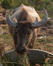 A water buffalo in Cambodia eating Royalty Free Stock Photo