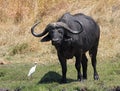 Water buffalo and Cattle egret in Moremi National Park Botswana Royalty Free Stock Photo