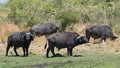 Water buffalo and Cattle egret in Moremi National Park Botswana Royalty Free Stock Photo