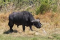 Water buffalo and Cattle egret in Moremi Park Botswana Royalty Free Stock Photo