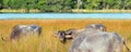 Water Buffalo chewing cud with herd in morning sunlight in Wilpattu National Park in Sri Lanka