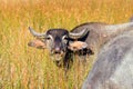 Water Buffalo chewing cud in morning sunlight in Wilpattu National Park in Sri Lanka Royalty Free Stock Photo