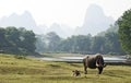 Water Buffalo in China Royalty Free Stock Photo