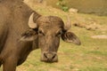 Water buffalo Royalty Free Stock Photo