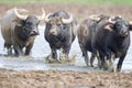 Water buffalo closeup