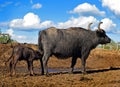 Water buffalo cow feed calf Royalty Free Stock Photo
