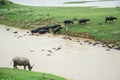 Water buffalo Royalty Free Stock Photo