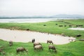 Water buffalo Royalty Free Stock Photo