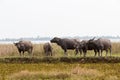 The water buffalo or domestic Asian water buffalo. Refreshment of Water buffalos Royalty Free Stock Photo