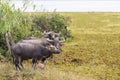 The water buffalo or domestic Asian water buffalo Royalty Free Stock Photo