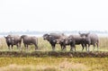 The water buffalo or domestic Asian water buffalo Royalty Free Stock Photo