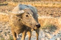 Water buffalo or domestic Asian water buffalo