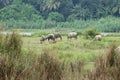 Water buffalo