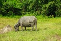 water buffalo eating grass in field Royalty Free Stock Photo