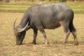 Water buffalo eating grass Royalty Free Stock Photo