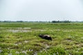 Water buffalo eating grass in field