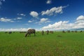 Water buffalo eating grass in a field with blue sky Royalty Free Stock Photo