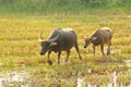 Water buffalo eating grass. Royalty Free Stock Photo