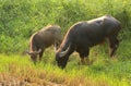 Water buffalo eating grass. Royalty Free Stock Photo