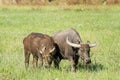 Water buffalo eating grass on meadow nature background. Royalty Free Stock Photo