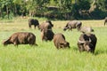 Water buffalo eating grass on meadow nature background. Royalty Free Stock Photo