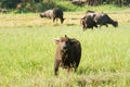 Water buffalo eating grass on meadow nature background. Royalty Free Stock Photo