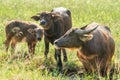 Water buffalo eating grass on meadow nature background. Royalty Free Stock Photo