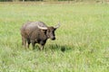 Water buffalo eating grass on meadow nature background. Royalty Free Stock Photo