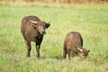 Water buffalo eating grass on meadow nature background. Royalty Free Stock Photo