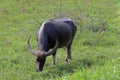 Water buffalo eating grass at the morning Royalty Free Stock Photo