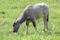 Water buffalo eating grass at the morning Royalty Free Stock Photo