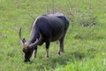 Water buffalo eating grass at the morning Royalty Free Stock Photo