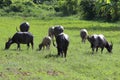 Water buffalo eating grass at the morning Royalty Free Stock Photo