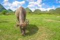 Water buffalo eating grass. Rural tourism and beautiful landscape in Yangshuo, Guangxi, China. Royalty Free Stock Photo