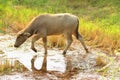 Water buffalo eating grass. Royalty Free Stock Photo