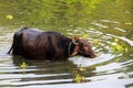 Water Buffalo emerging from the water Royalty Free Stock Photo